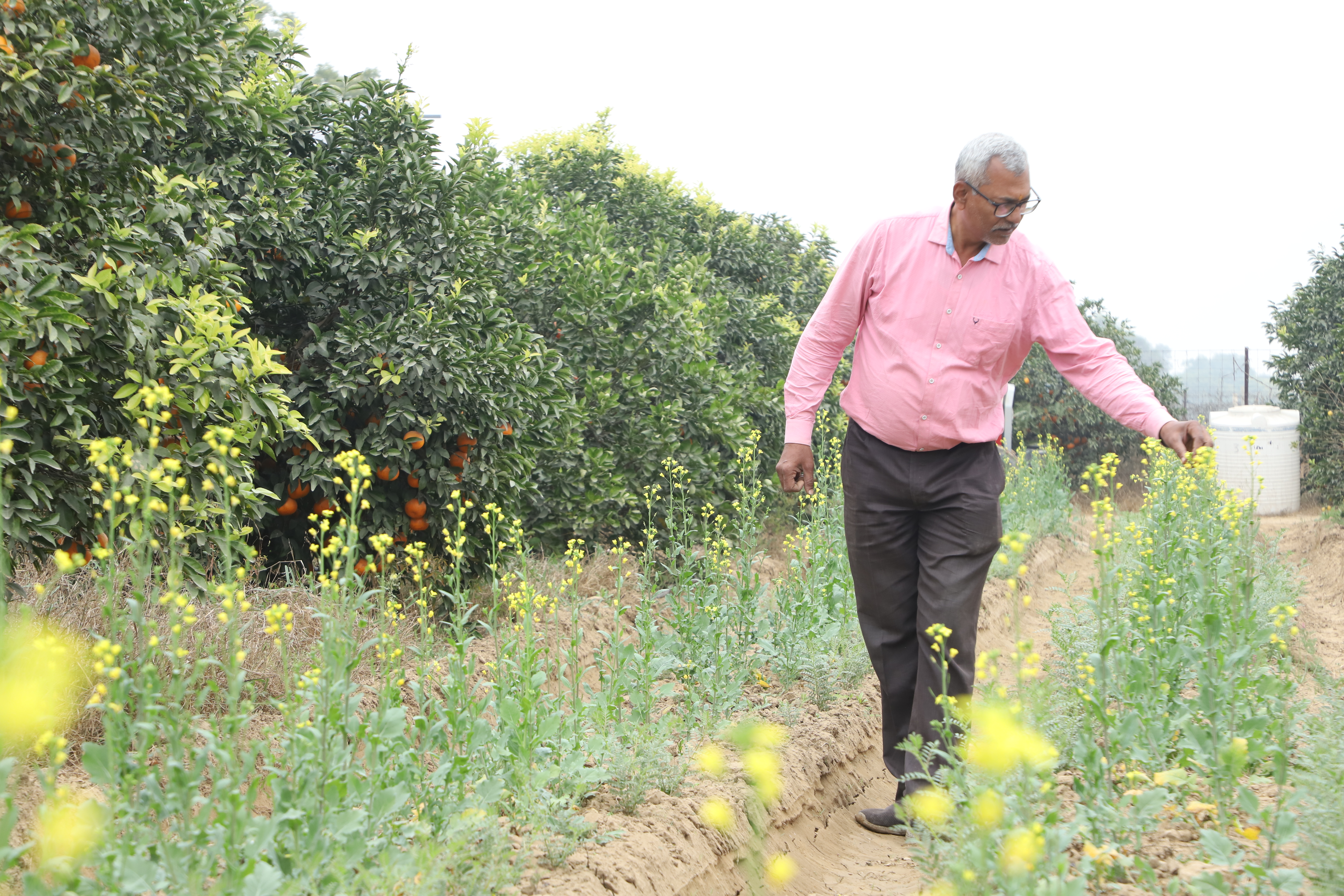 Mustard Oil